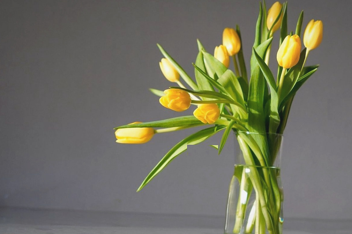 Gelbe Tulpen