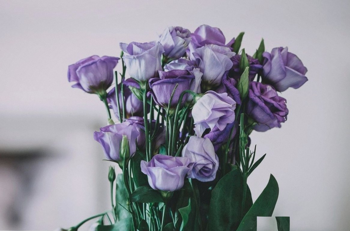 Lila Lisianthus-Strauß