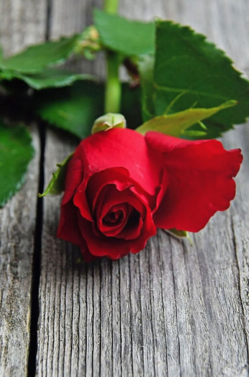 Einzelne rote Rose auf Holz