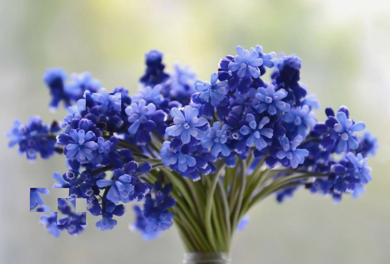 Blaue Traubenhyazinthen