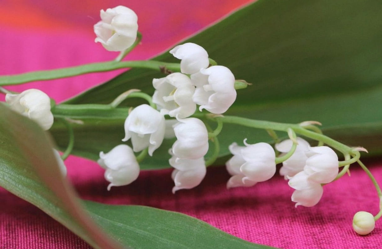 Maiglöckchen als Hochzeitsblume